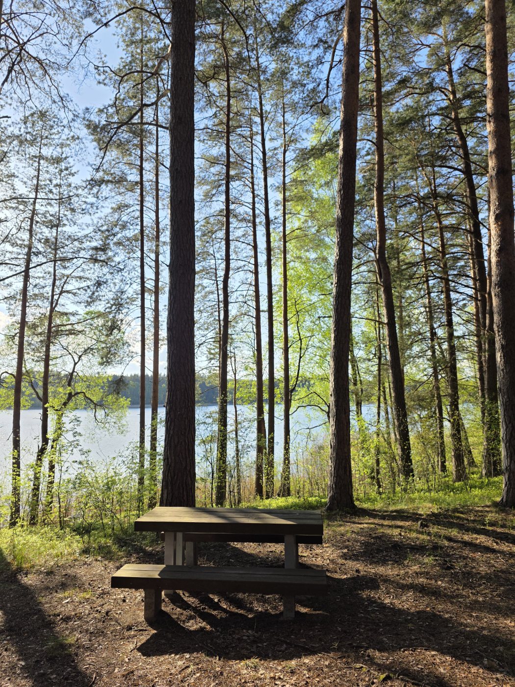 A pine forest by the lake
