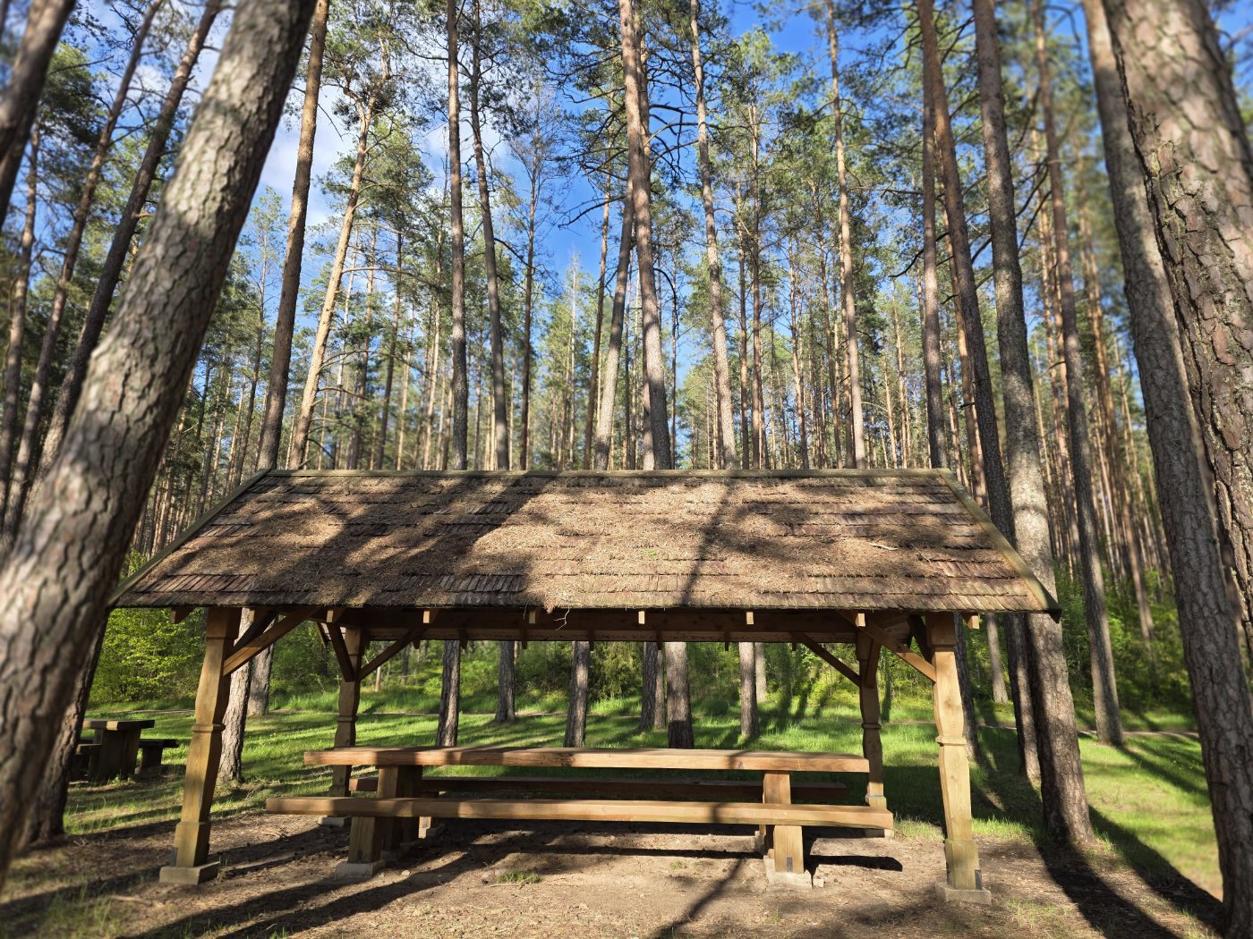 A campsite in the forest