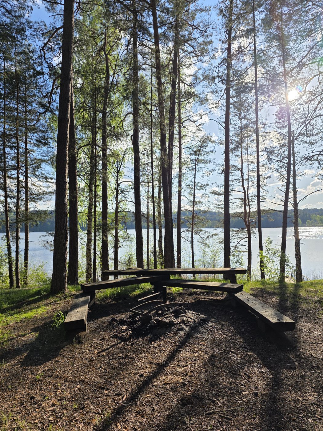 A pine forest by the lake